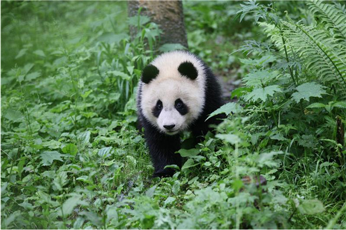 野化放归大熊猫“小核桃”三年后首次亮相